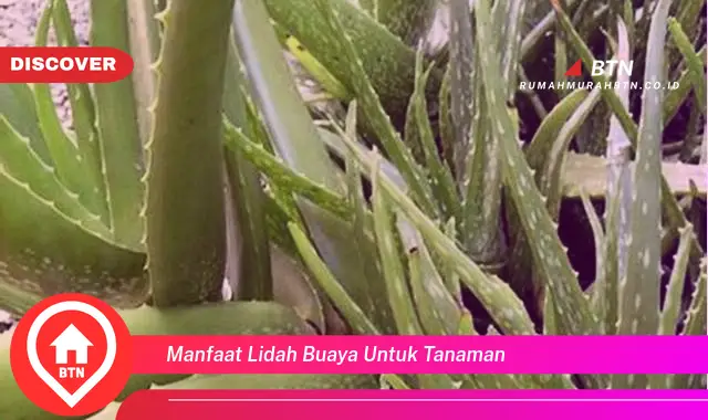 manfaat lidah buaya untuk tanaman