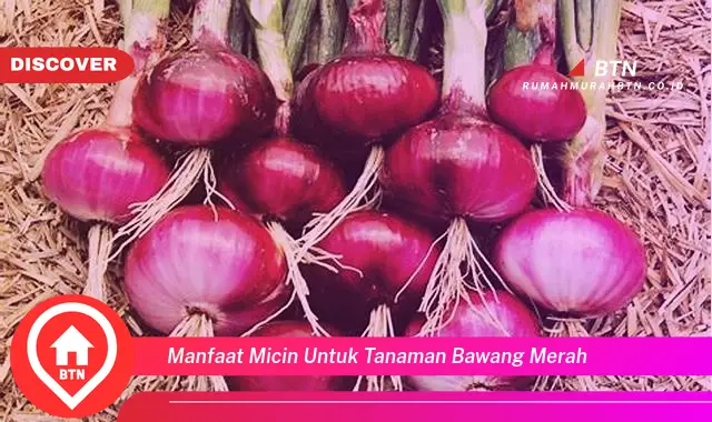 manfaat micin untuk tanaman bawang merah