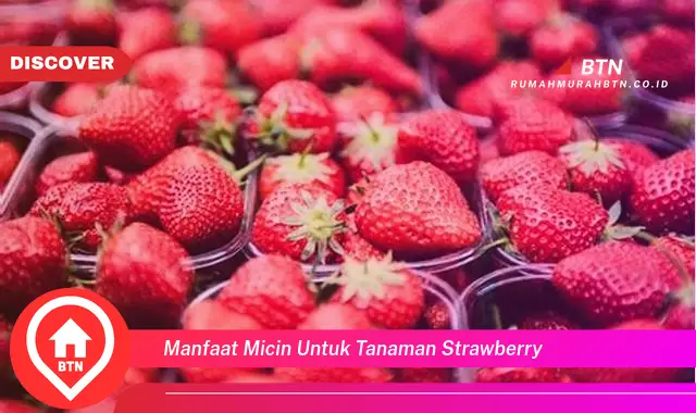 manfaat micin untuk tanaman strawberry