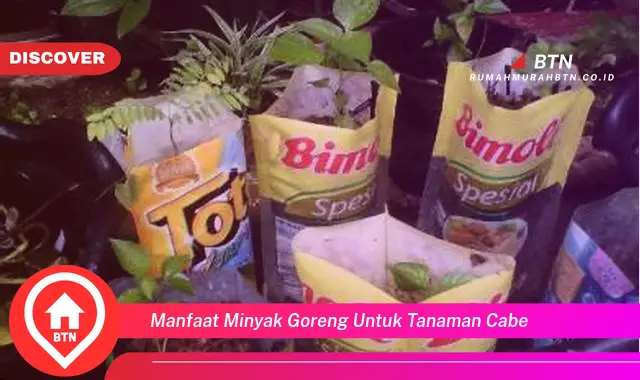 manfaat minyak goreng untuk tanaman cabe