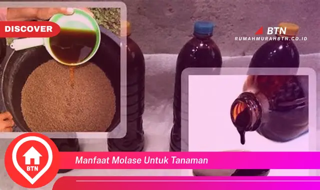 manfaat molase untuk tanaman