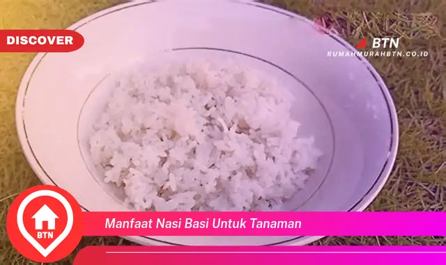 manfaat nasi basi untuk tanaman