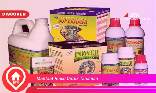 manfaat rinso untuk tanaman