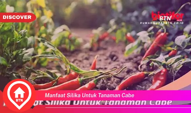 manfaat silika untuk tanaman cabe