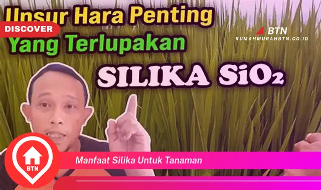 manfaat silika untuk tanaman