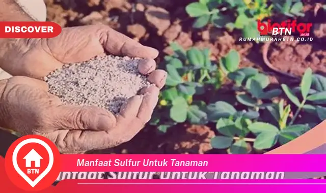 manfaat sulfur untuk tanaman