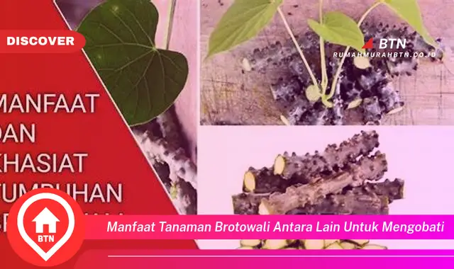 manfaat tanaman brotowali antara lain untuk mengobati