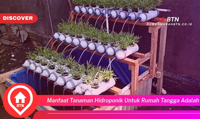 manfaat tanaman hidroponik untuk rumah tangga adalah