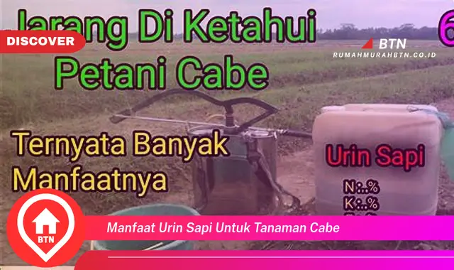 manfaat urin sapi untuk tanaman cabe