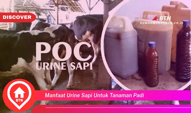 manfaat urine sapi untuk tanaman padi