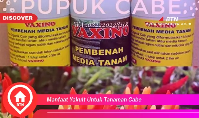 manfaat yakult untuk tanaman cabe