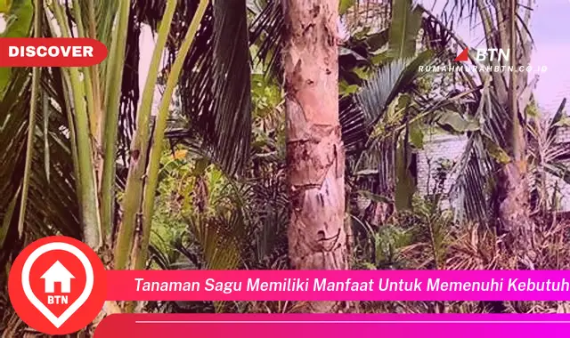 tanaman sagu memiliki manfaat untuk memenuhi kebutuhan