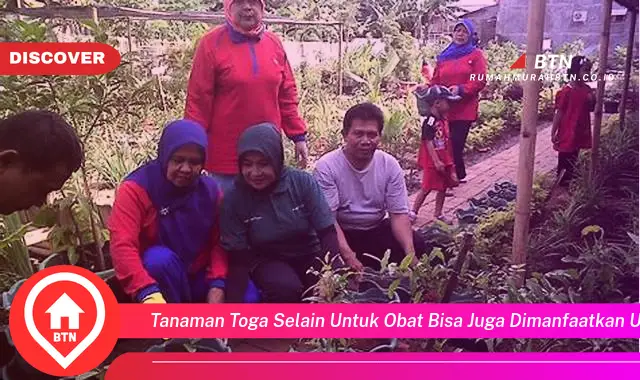 tanaman toga selain untuk obat bisa juga dimanfaatkan untuk memperindah