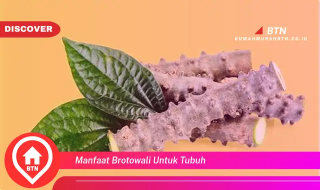 manfaat brotowali untuk tubuh