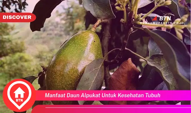 manfaat daun alpukat untuk kesehatan tubuh