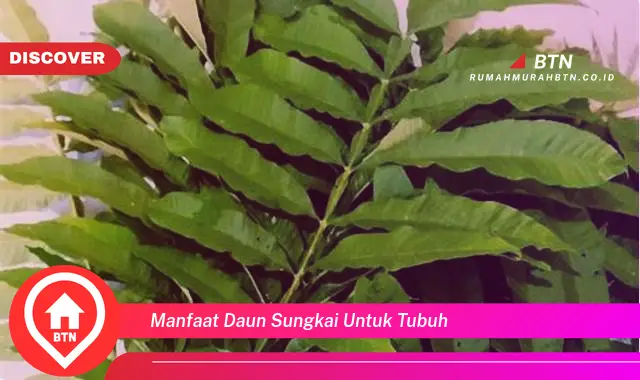 manfaat daun sungkai untuk tubuh