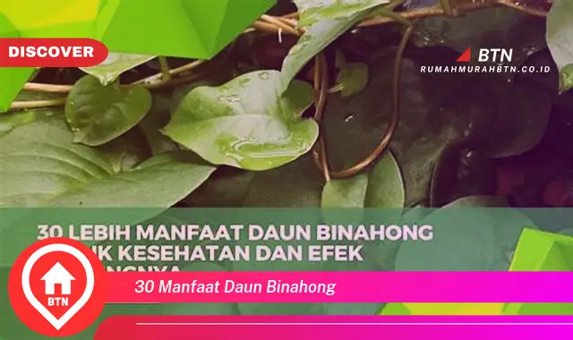 30 manfaat daun binahong