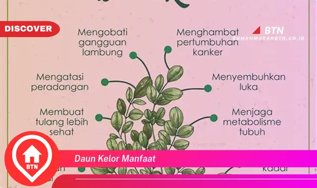 daun kelor manfaat