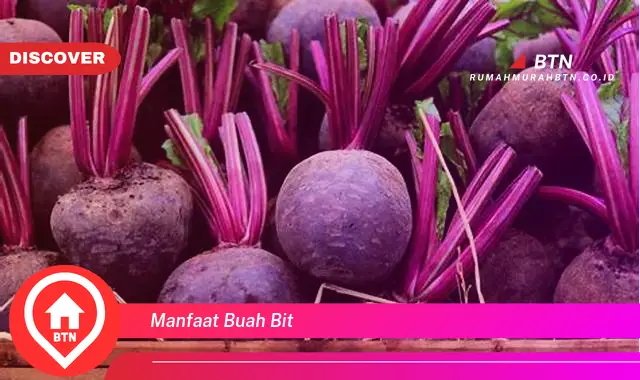 manfaat buah bit