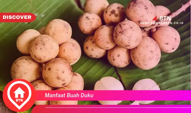 manfaat buah duku