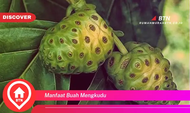 manfaat buah mengkudu