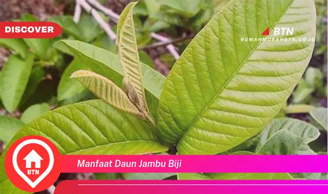 manfaat daun jambu biji