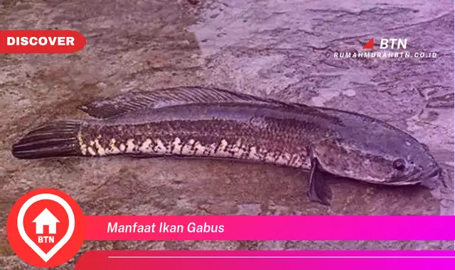 manfaat ikan gabus