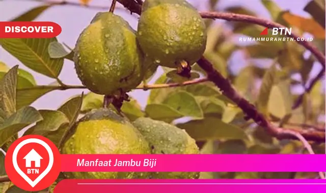 manfaat jambu biji