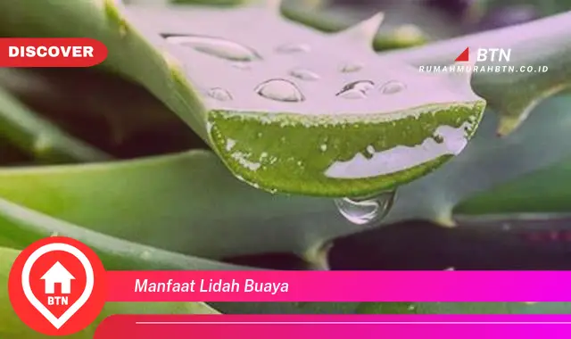 manfaat lidah buaya